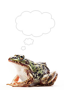 Una rana pensando en nada