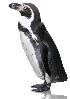 Un pingüino educado