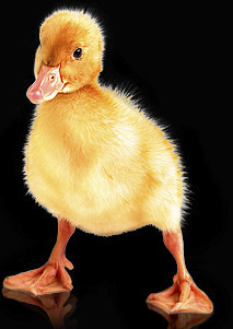 profesor photoshop e illustrator