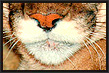 Animal Portrait Retouch
